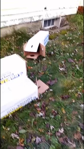 Shane Young on Reels