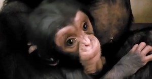 Baby Chimp Who Melted His Mother's Heart In Viral Video Is Found Dead In Her Arms