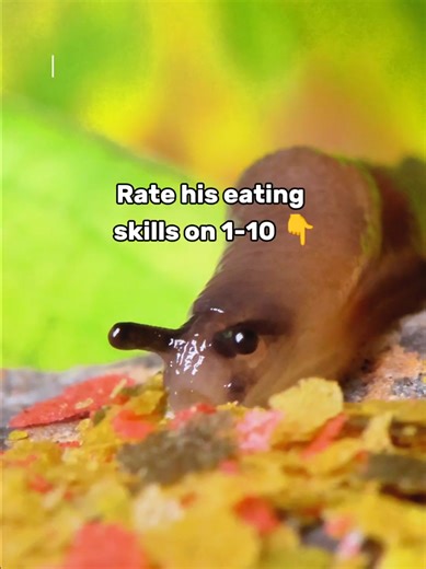 Gary the Snail's Midnight Snack Adventure