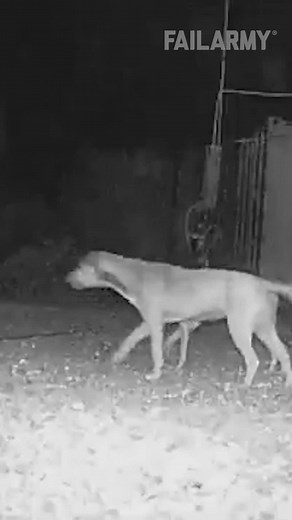 Weirdest looking dog I’ve ever seen! 🐊🐶#FailArmy..#RIPChubbs #fail #funny #funnyfail