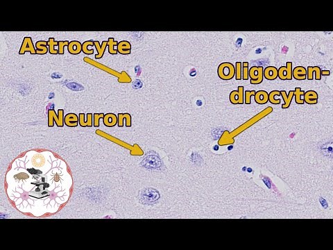 Brain Histology - Neuron Your Way to Understanding It