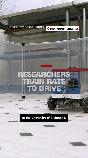 Rats Learn to Drive Miniature Cars in Fascinating Study