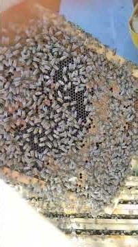 Apicoltura Apematta Toscana 2026 Buona Pascua ! Le Api Non Sentono Noie!