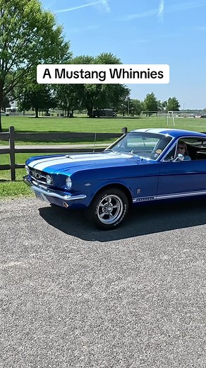 Mustang Horn That Sounds Like a Horse