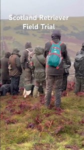 Retriever Field Trial, IGL Scotland #retriever #huntingdog #retrievers #birdhunting #gundogs