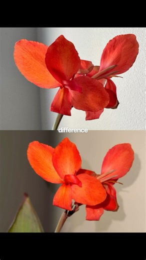 This is honestly one of the best apps for iPhone photography. #iphonephotography #mobilephotography