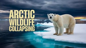 🧊 Arctic Meltdown Forcing Wildlife Into Crisis