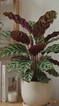 5 Low-Maintenance Indoor Plants For Your Home! 🏡✨ #shorts