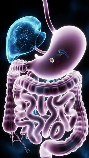 Inside the Gut 3D Clay Animation of Digestion & Parasite Movement