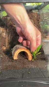Adding Life To The Creature Habitat Kit From Zoomed! #fyp #bioactive #terrarium