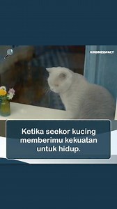 Bila kucing memberi kita kekuatan Happy... sad.... and happy again.. Kredit : @kindnessfact | Dunia Kucing