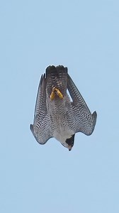 Peregrine Falcon...#peregrinefalcon #falcon #birdsofprey | Tohid Azimi