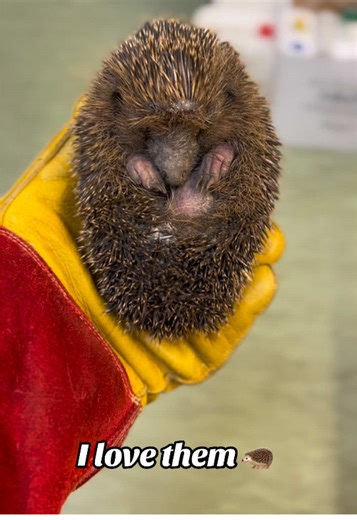Caring for Hedgehogs: Insights from a Vet Tech