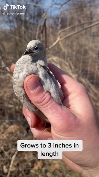 Quick comparison of buttons vs. coturnix quail! #PepsiApplePieChallenge #fyp #fypシ #pets #TheAdamProject #foryoupage #viralvideo #birb #farmlife #farm #cute #pet #quail #animal #animals #smol #farms