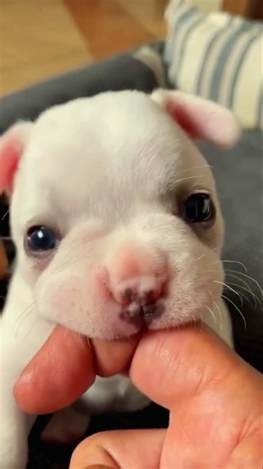 Cute Dogs & Adorable Dogs | The Most Heartwarming Puppy Moments 🥹🐶