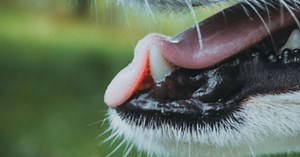 What Are the Side Effects of the Lepto Vaccine in Dogs?