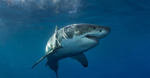 Meet the Most Massive Great White Shark Ever Witnessed