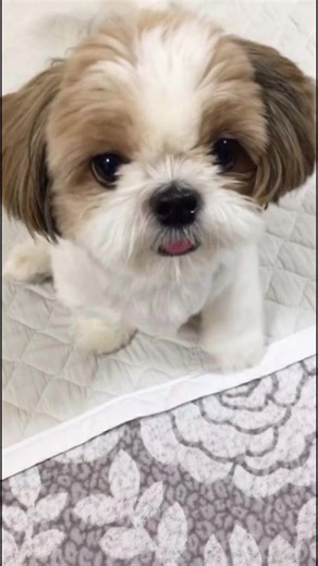 Adopt Tiki: Sweet Maltese Puppy Looking for a Home
