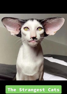Discover the Weirdest Cats You've Ever Seen!