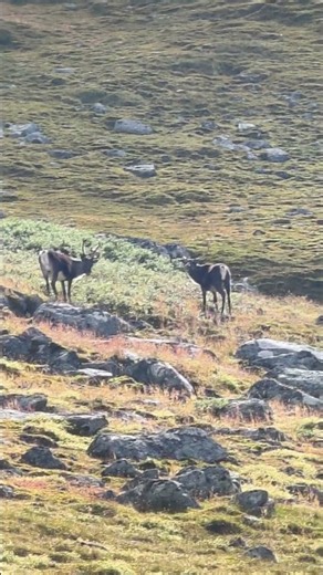 Close up with wild reindeer #wildlife #reindeer #nature