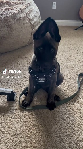 I just want to be a working boy 🐾 #dutchshepherd #puppy #workingdog