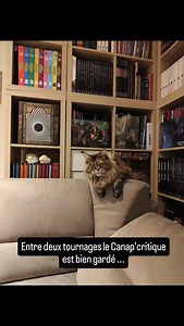 Saviez que le canapé était gardé entre deux tournages ? #chat #jdr #canap #cat #cute Bientôt un nouvel épisode sur https://youtu.be/JUVIe-htXlg?si=EmIIe-BHkD07iqUr Le 11 pour être précis !!! | Lancé Critique