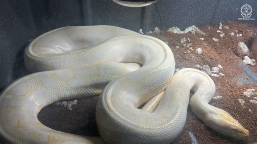 Illegal guns, exotic animals found at Colyton property • The Western Weekender