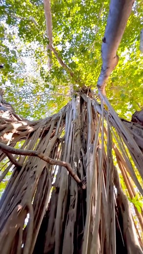 Florida Travel Guide | Fun Florida Fact: Florida is the only place you’ll find Banyan trees in the continental U.S. ✨🌳 Did you know that Florida is home to one... | Instagram