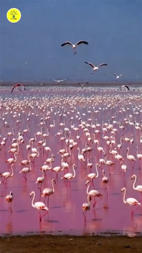 Rajasthan Desert Mein 2 Lakh Flamingos? #sonyscript #facts #flamingo #rajasthan