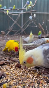 Ground cam! Enjoying pecking through the bits and pieces of Peter's Mix from Eclectus By Design. Ground foraging is one of my favourite things to watch. Such a natural activity and the birds clearly love it ❤️ #accessibility video description: looking in at ground level at a parrot aviary, with soil and bits of mulch and bark scattered, and Peter's Mix visible in a thin layer on top. Several budgies and weiros, plus a Japanese quail and a couple of kakarikis, are waddling around and pecking at d