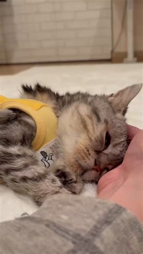 どんぐりさんという方の大事な猫ちゃんです。このアカウントは直前にも菊千代ちゃんのパクツイをしたばかり。通報、拡散、可能であればCNをお願い致します。