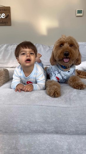 Bluey is for everyone, humans AND dogs! So is the Bluey collectio... #ad | Minidoodlebentley