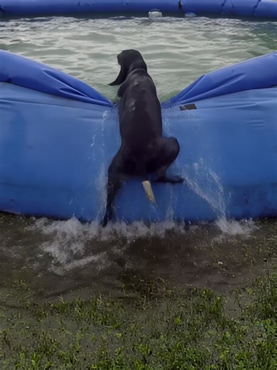 Water: A Dog's Favorite Playground