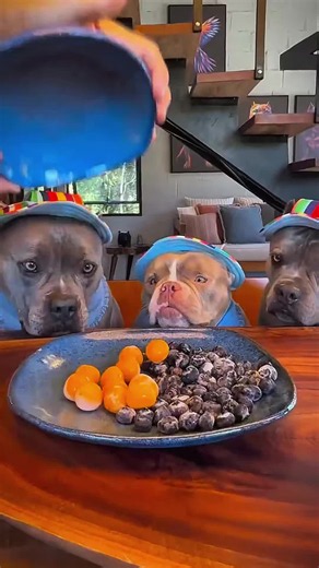 Dog Mukbang Ideas: Easy Dog-Friendly Cooking & Cute Mukbang Clips