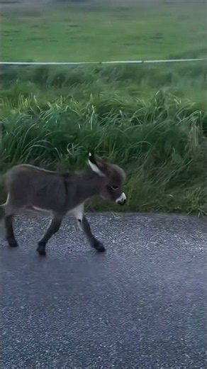 Miniature Horse Compilation That's Too Adorable #cute #animals #shorts