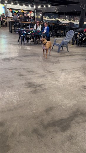 Sammy the Singing Pup Performs ‘Blue Ain’t Your Color’