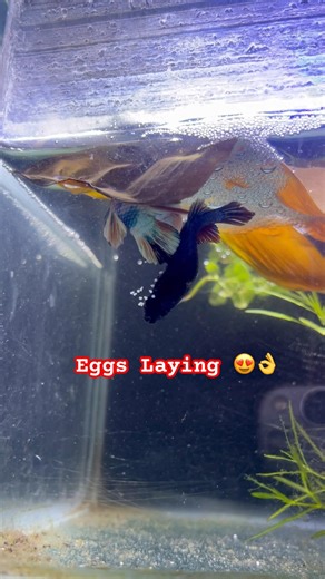 How to betta breeding // steps by steps #bettabreeding #bettafish #fishbreeding #viral #shortsfeed