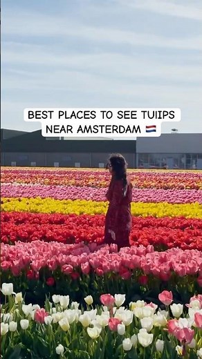 Best Places to see Tulips near Amsterdam 🇳🇱 Spring 2026