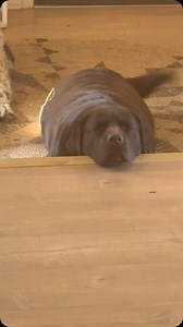 Chocolate hippo spotted #chocolatelab #chubbydog #labrador | Truck the Dog