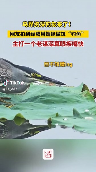 Heron Fishing: Captivating Nature Moment