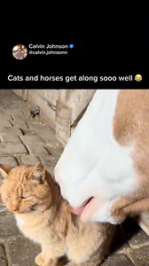 Horses best friend🐱 | Calvin Johnson