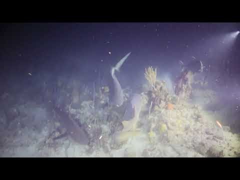 Intense Night Dive Shark Action!