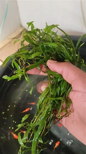 Trident Fern #plants #aquariumfish #aquarium #fish #jawa #fern