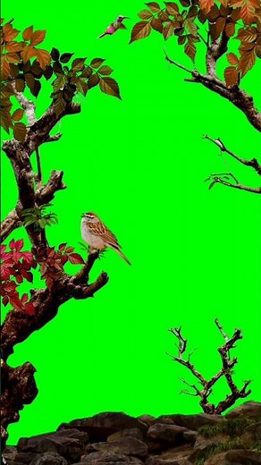 Nature Green Screen Template Video Background Full Screen #shorts