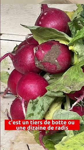 Les radis: vieux et bons légumes, quasi médicinaux. Pr O.HENRY