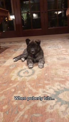 Puppy become wolf 🐺 . . . . . . Follow our page ✅ . . . #wolf #wolfdog #wolvesofinstagram #wolflovers #wolfpack #animals #wolfdogsofinstagram #wolfdogs #wolvesup #protectwolves #instawolf #wolfhybrid #worldofwolves #wolfstagram #wolfgang #nativeamerican #lovewolves #wolfofinstagram #realwolf #wolfcommunity #lovewolf #wolfdoggy #wolves #wolfs #wolflove #wolfstar #wolfmix #wolfie #wolfhunter | Wolf lovers world