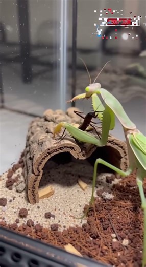 Mantis Tactical Strike MantisVsStinkBug,ChemicalWarfareNature,InsectTacticalDefense