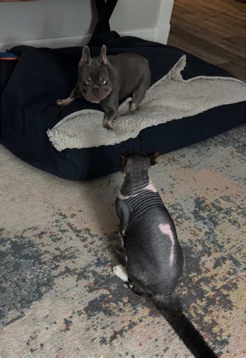 Arwen and Roo 24/7 these days. They just follow each other around the house, wrestle, snuggle, get treats, and repeat (Roo does not have front claws) #arwentheadorablefrenchie #dogsoftiktok #frenchbulldogpuppy