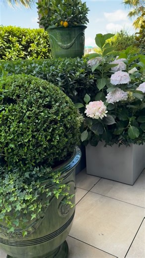 SUMMER HYDRANGEAS - Yes, it’s red hot outside in Australia at the moment but you can still have lush and happy hydrangeas. Successful growing really comes down to two easy things POSITION & WATER. Get these two points right and you’re on the way to having super healthy and happy hydrangeas with heaps of summer flowers even when it’s red hot #andrewstarkgardens #andrewstarkgardendesign #andrewstarkhydrangeas | Andrew Stark. Garden Design