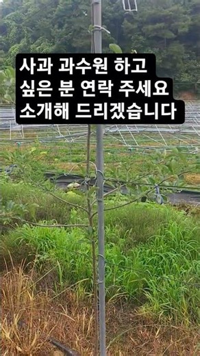 사과 농사 소개해 드림 댓글 주세요